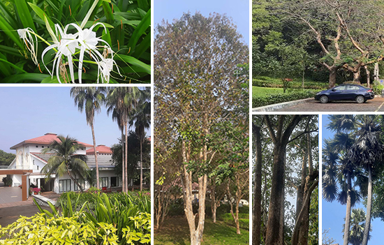 The Biodiversity rich campus of Rambhau Mhalgi Prabodhini, Mumbai 