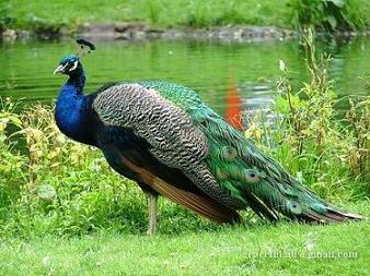 Essay on indian national bird peacock