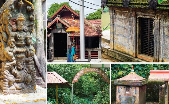 Enter the Sacred Kavu Groves of Kerala