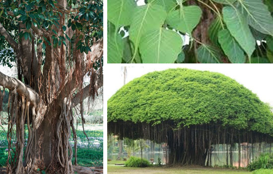 Banyan Tree is the National tree of India