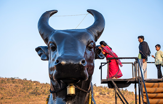 Nandi Seva at Sadhguru Sannidhi Bengaluru