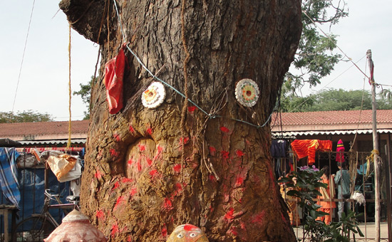 Sacred Trees of the Hindus