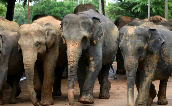 India is home to 25000 wild elephants - the largest Asian elephant population in the world