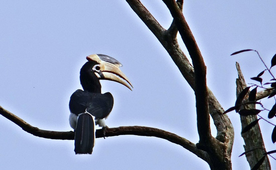 The little known birdlife of Konkan