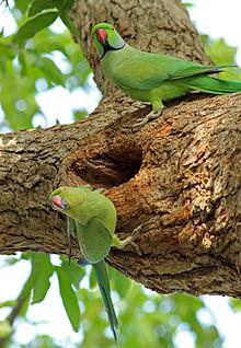 Parrots in a nest
