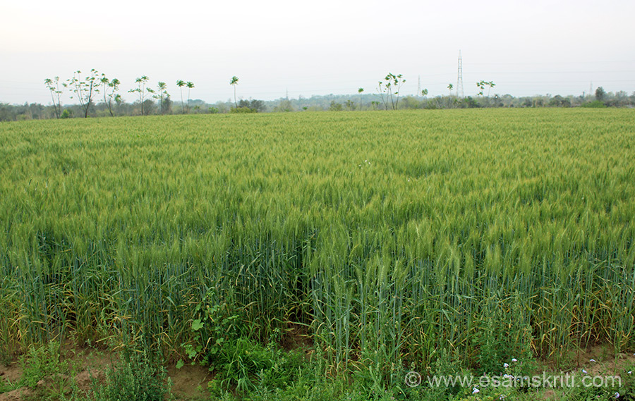 Farms of Punjab