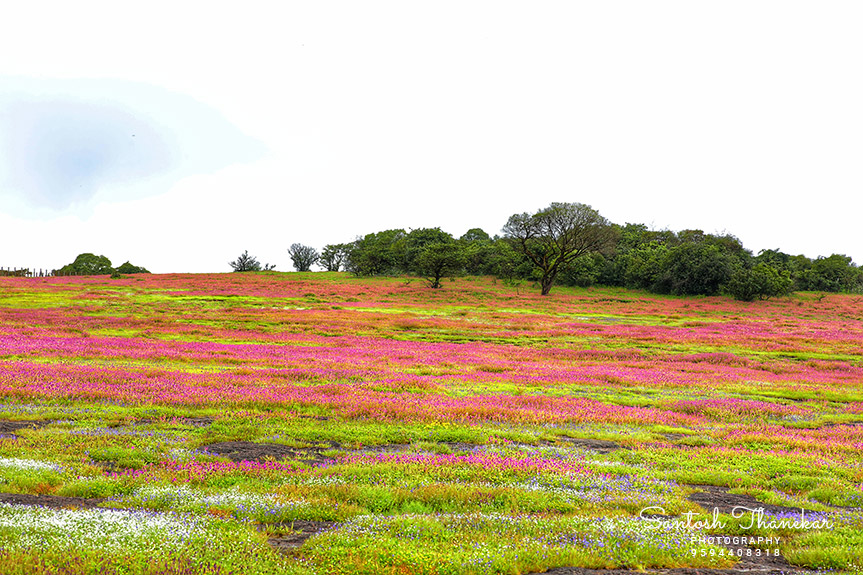 KAAS Plateau of Flowers Satara