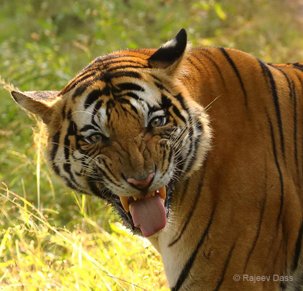 Tigers of Bandhavgarh New